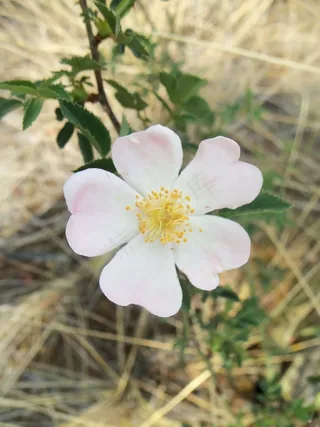 花，鲜花，罗莎，野花，性质