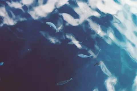 心伤,海洋,鲨鱼,富国海底世界,鲸鲨,鱼在海与思考