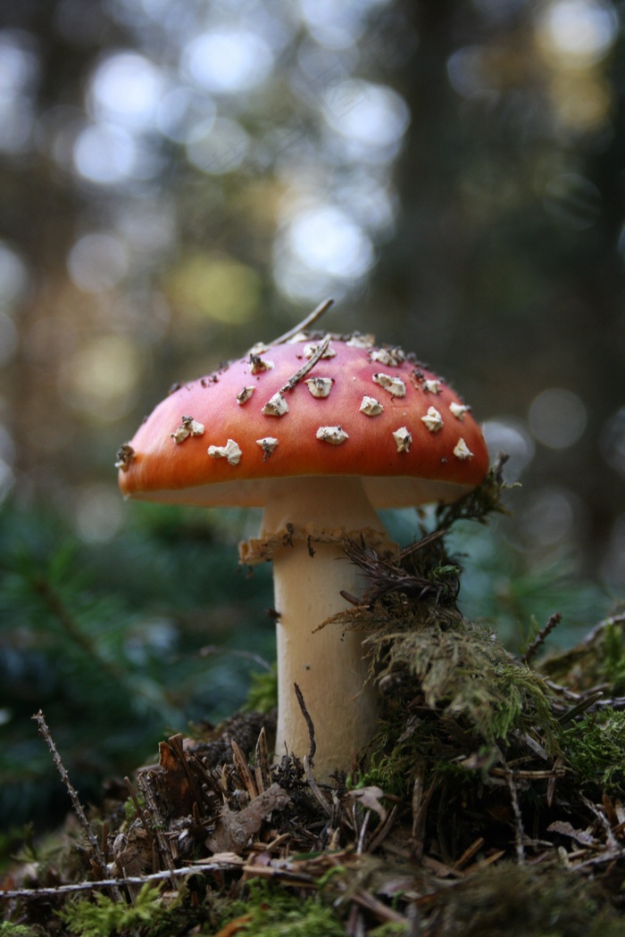 蘑菇，飞木耳，森林，自然，秋季，有毒