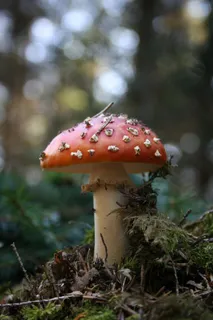 蘑菇,飞木耳,森林,自然,秋季,有毒 蘑菇,飞木耳,森林,自然,秋季,有毒