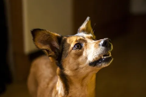 狗，学习，技巧，训练，混合动力，小狗，棕色