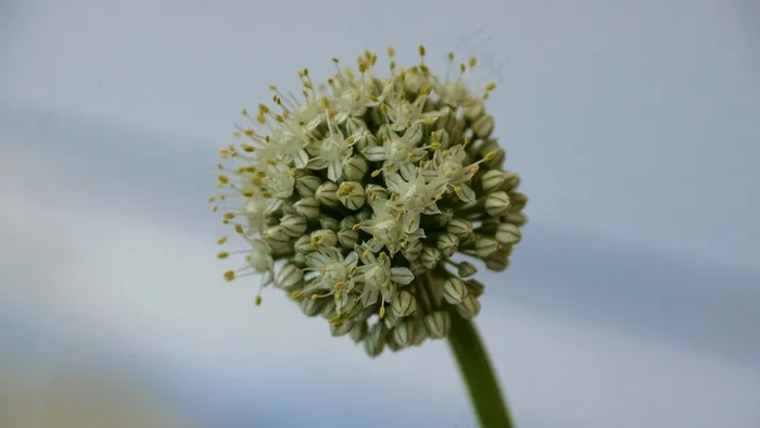 洋葱开花，花球，花，蔬菜
