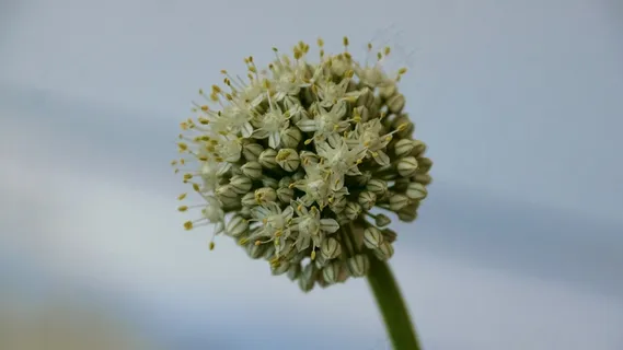 洋葱开花,花球,花,蔬菜 洋葱开花,花球,花,蔬菜