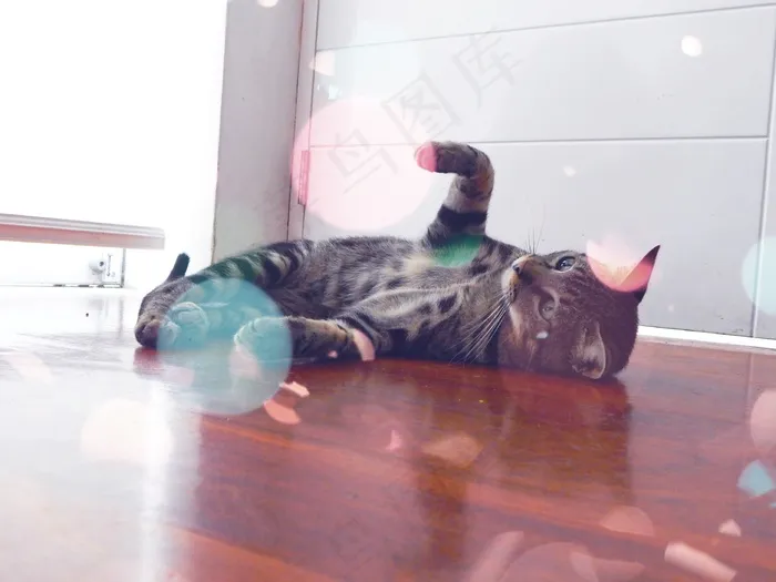 猫，宠物，动物