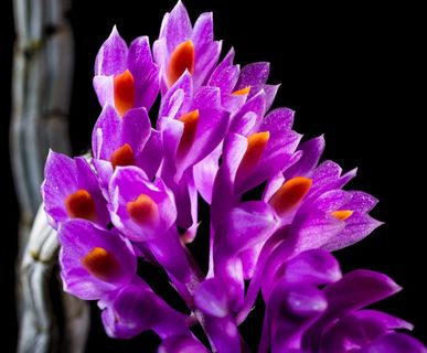 野生兰花，兰花，开花，花，紫色