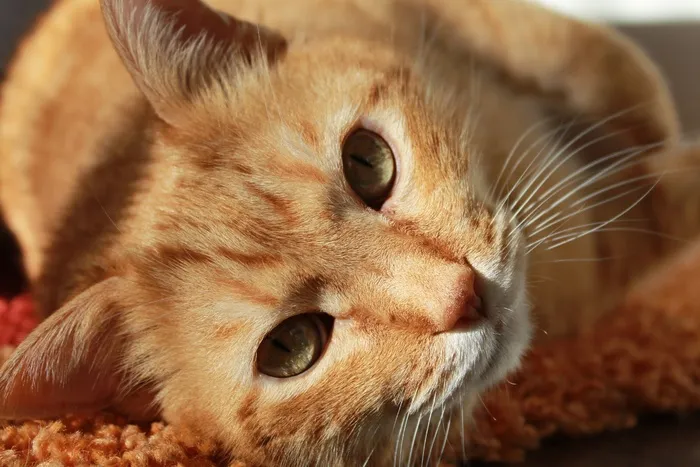 猫，朋友，动物，宠物