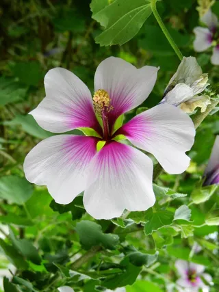 花，玫瑰，粉红色的，职位，雄蕊，芽，绽放