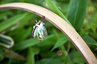 昆虫，花园，自然，植物，日语