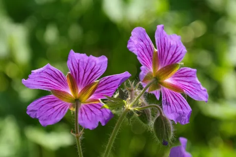 鹤嘴Blossom,开花,厂,花,紫 鹤嘴Blossom,开花,厂,花,紫