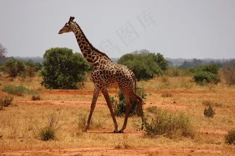 长颈鹿，肯尼亚，察沃，哺乳动物，热带稀树草原，野生动物园
