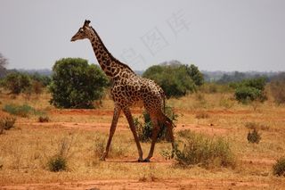 长颈鹿，肯尼亚，察沃，哺乳动物，热带稀树草原，野生动物园