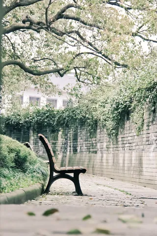 树，城墙，椅子，绿色，春天