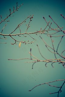 树枝，干，秋季，性质，植物，秋天，嫩枝