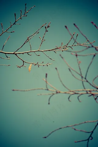 树枝，干，秋季，性质，植物，秋天，嫩枝