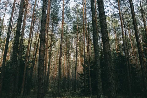 森林,森林,树木,自然,景观,树枝 森林,森林,树木,自然,景观,树枝