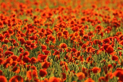 罂粟花，田野，地形，自然，红色