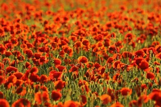 罂粟花，田野，地形，自然，红色