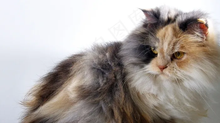 猫，安哥拉猫，动物，宠物