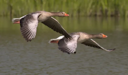 加拿大鹅,鹅,动物,水,鸟,条例草案 加拿大鹅,鹅,动物,水,鸟,条例草案