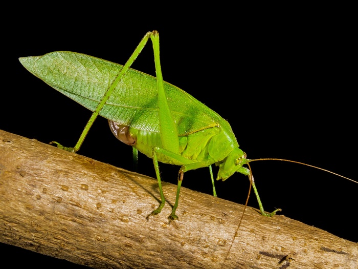 蚱hopper，关闭，绿色