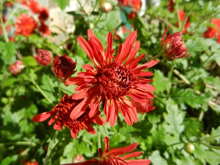鲜花，红色，花园，自然