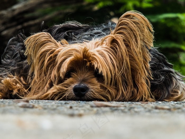 狗，约克夏犬，懒狗