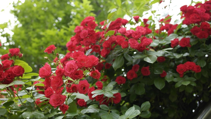 玫瑰，红色，鲜花，性质，植物，夏天