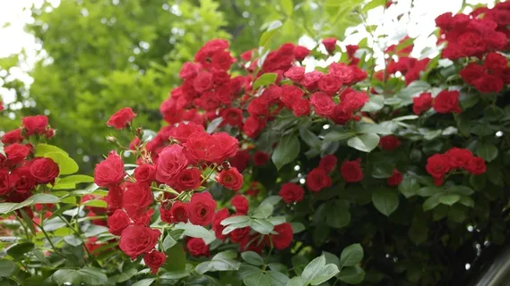 玫瑰,红色,鲜花,性质,植物,夏天 玫瑰,红色,鲜花,性质,植物,夏天