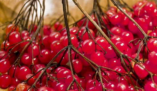 浆果，红色，关于，冬季浆果，花an莓