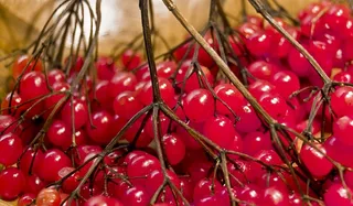 浆果，红色，关于，冬季浆果，花an莓