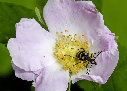 开花,野玫瑰,自然,特写,宏,Bug 开花,野玫瑰,自然,特写,宏,Bug