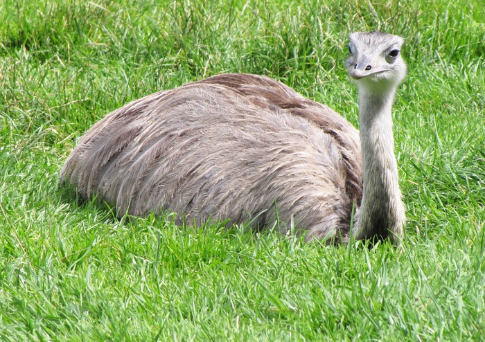 花束，鸟，不会飞的鸟，好奇心，休息，草地