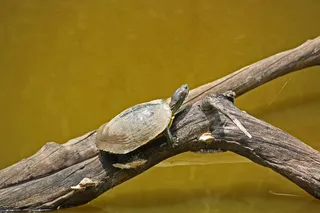 龟，盒，水，野生动物，动物，游泳