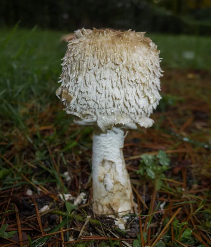 蘑菇，真菌，牛肝菌，秋季，性质，宏