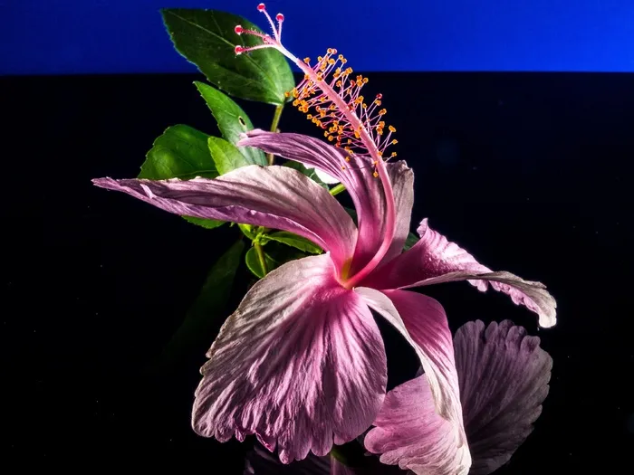 芙蓉花，开花，花，粉红色，棉花糖