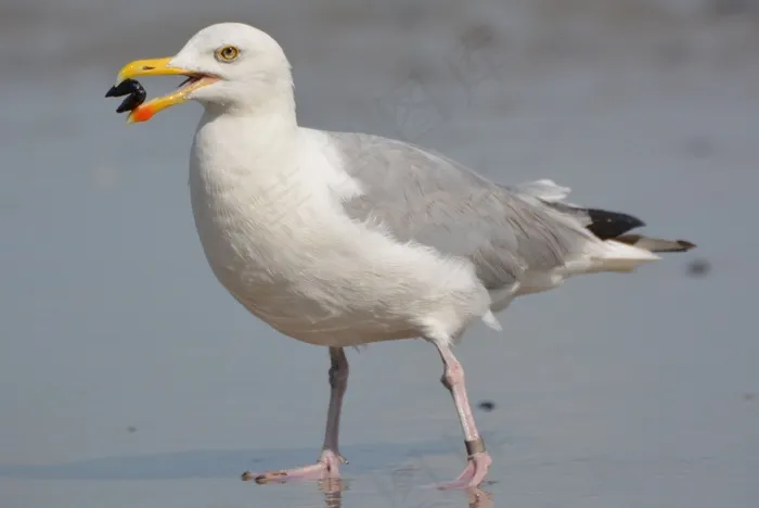 海鸥，贻贝，动物，鸟