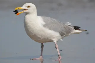 海鸥，贻贝，动物，鸟