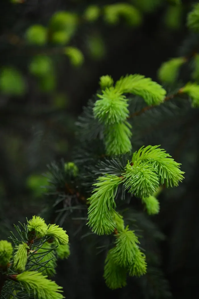 松，芽，森林，匈牙利