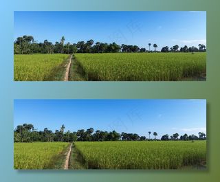 稻田，水稻，柬埔寨，吴哥，寺庙，历史