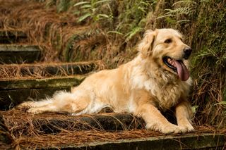 Golden，Retrieve，Perror，字体字体Dorado字体字体