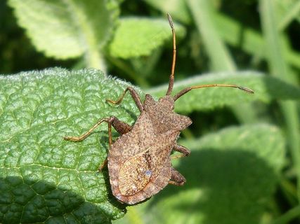 昆虫，节肢动物，叶子