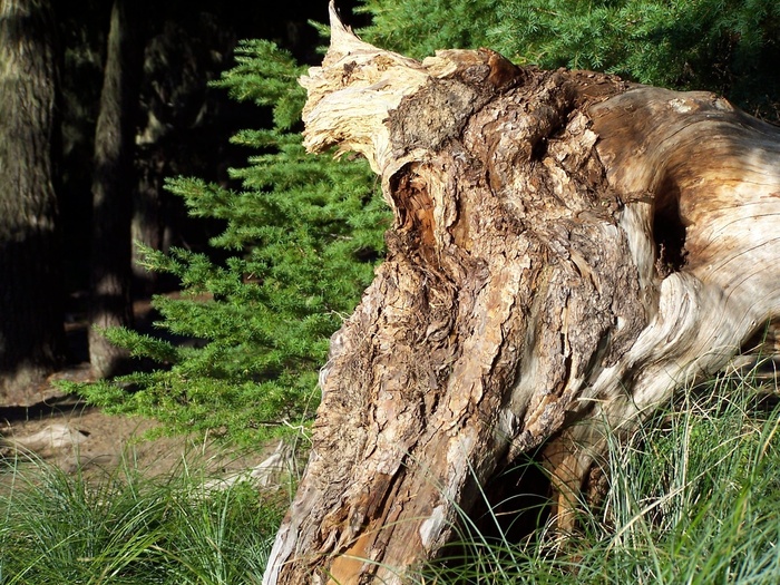 树桩，森林，树桩，树，自然，木材，自然