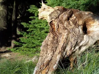 树桩，森林，树桩，树，自然，木材，自然