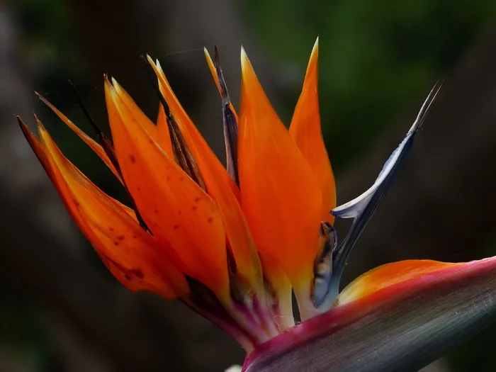 天堂鸟花，花，开花，红色