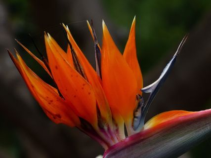 天堂鸟花，花，开花，红色