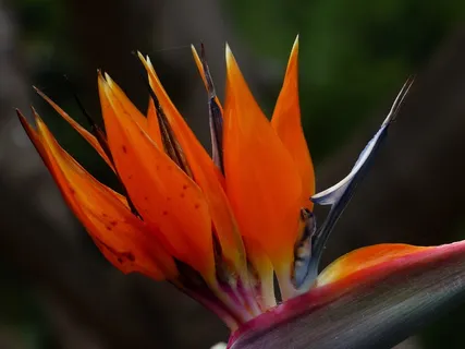 天堂鸟花,花,开花,红色 天堂鸟花,花,开花,红色