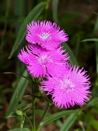 康乃馨，鲜花，粉红色，石竹，盛开，盛开