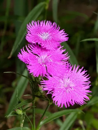 康乃馨，鲜花，粉红色，石竹，盛开，盛开