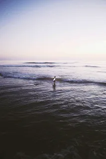 海洋,湖泊,天空,江河,江鸥,海洋冲浪海上运动
