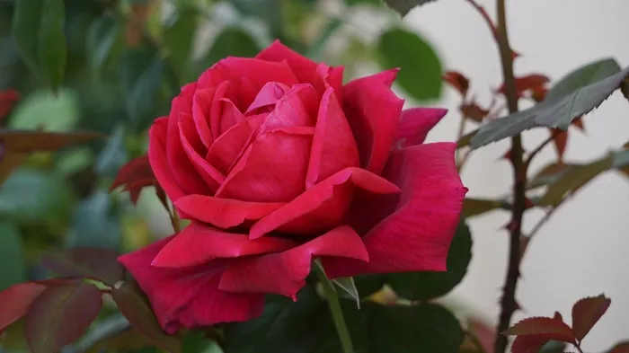 玫瑰，玫瑰，花，性质，红色的花瓣，红色